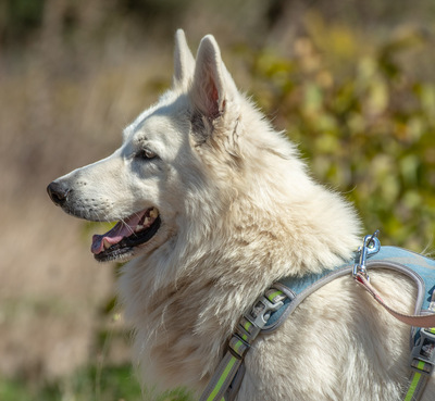 Lois - ein Herz voller Treue, Weißer Schweizer Schäferhund - Rüde