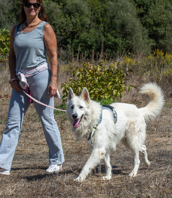 Lois - ein Herz voller Treue, Weißer Schweizer Schäferhund - Rüde