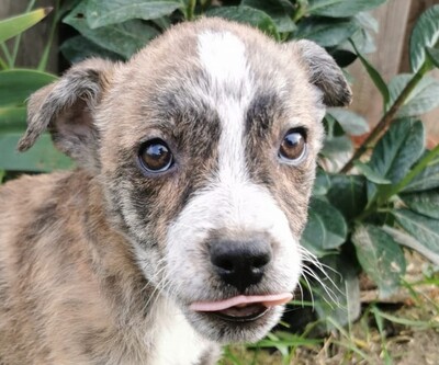 Lojko, Welpen - Rüde