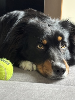Loki