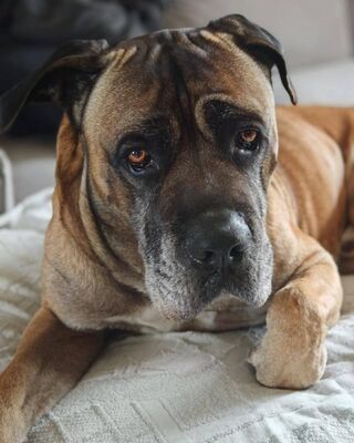 Loki Cane Corso Rüde sucht dringend ein Zuhause, Cane Corso - Rüde