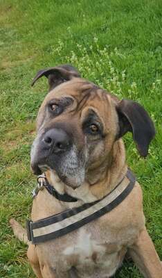 Loki Cane Corso Rüde wartet immer noch im Tierheim auf sein Zuhause, Cane Corso - Rüde