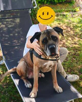 Loki Cane Corso Rüde wartet immer noch im Tierheim auf sein Zuhause, Cane Corso - Rüde
