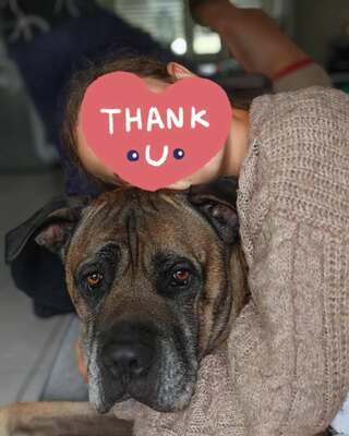 Loki Cane Corso Rüde wartet immer noch im Tierheim auf sein Zuhause, Cane Corso - Rüde