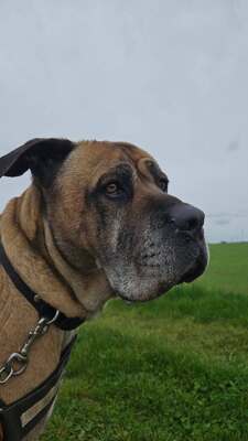 Loki Cane Corso Rüde wartet immer noch im Tierheim auf sein Zuhause, Cane Corso - Rüde