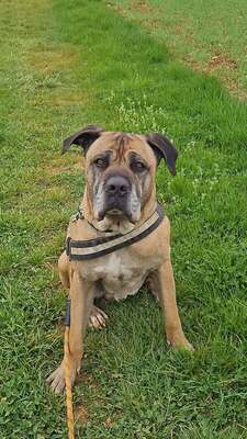 Loki Cane Corso Rüde wartet immer noch im Tierheim auf sein Zuhause, Cane Corso - Rüde