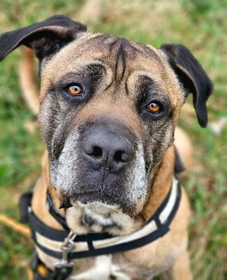 Loki Cane Cortso Rüde möchte nicht alleine bleiben, Cane Corso - Rüde