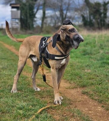 Loki Cane Cortso Rüde möchte nicht alleine bleiben, Cane Corso - Rüde