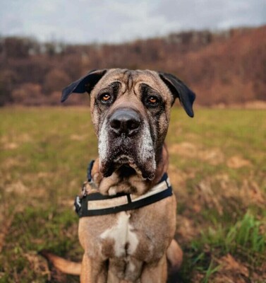 Loki Cane Cortso Rüde möchte nicht alleine bleiben, Cane Corso - Rüde
