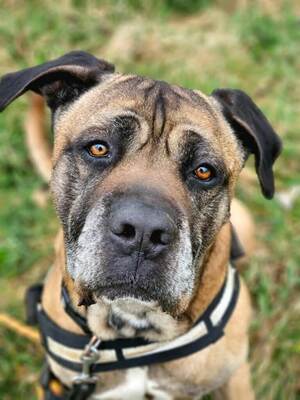 Loki Cane Cortso Rüde möchte nicht alleine bleiben, Cane Corso - Rüde