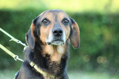 Loki, Mischling - Rüde
