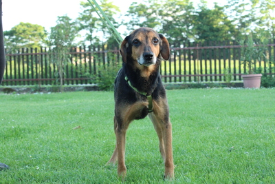 Loki, Mischling - Rüde
