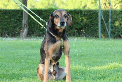 Loki, Mischling - Rüde