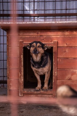 🐾 Loki – der charmante Futtertrog-Camper sucht sein Sofa für immer! 🐾, Mischling - Rüde