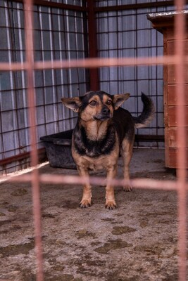 🐾 Loki – der charmante Futtertrog-Camper sucht sein Sofa für immer! 🐾, Mischling - Rüde