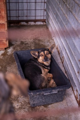 🐾 Loki – der charmante Futtertrog-Camper sucht sein Sofa für immer! 🐾, Mischling - Rüde