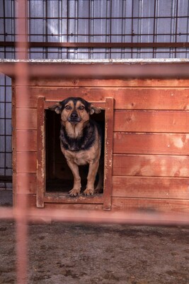 🐾 Loki – der charmante Futtertrog-Camper sucht sein Sofa für immer! 🐾, Mischling - Rüde