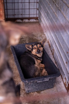 🐾 Loki – der charmante Futtertrog-Camper sucht sein Sofa für immer! 🐾, Mischling - Rüde
