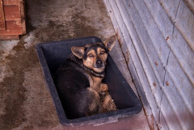 🐾 Loki – der charmante Futtertrog-Camper sucht sein Sofa für immer! 🐾, Mischling - Rüde