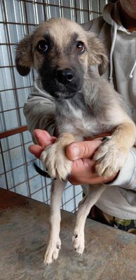 🐶 Loki – kleiner Held mit großen Plänen 💫