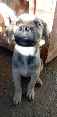 🐶 Loki – kleiner Held mit großen Plänen 💫, Mischling - Rüde