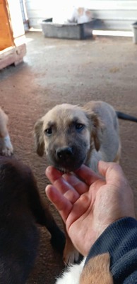 🐶 Loki – kleiner Held mit großen Plänen 💫, Mischling - Rüde