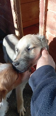 🐶 Loki – kleiner Held mit großen Plänen 💫, Mischling - Rüde