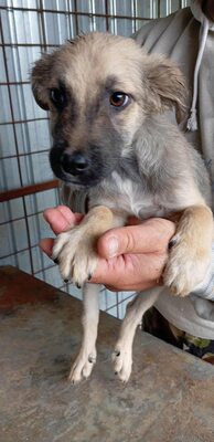 🐶 Loki – kleiner Held mit großen Plänen 💫, Mischling - Rüde