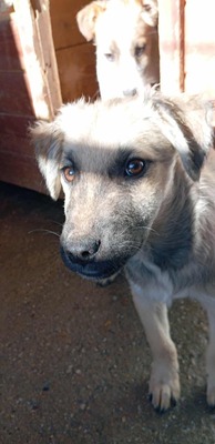 🐶 Loki – kleiner Held mit großen Plänen 💫, Mischling - Rüde