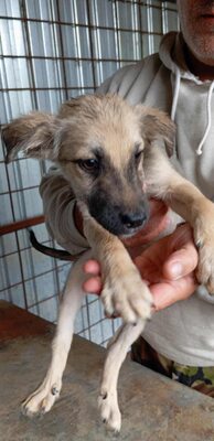 🐶 Loki – kleiner Held mit großen Plänen 💫, Mischling - Rüde