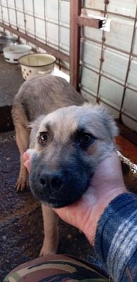 🐶 Loki – kleiner Held mit großen Plänen 💫, Mischling - Rüde