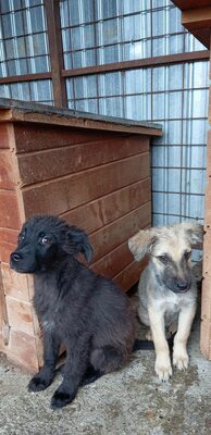 🐶 Loki – kleiner Held mit großen Plänen 💫, Mischling - Rüde