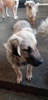 🐶 Loki – kleiner Held mit großen Plänen 💫, Mischling - Rüde