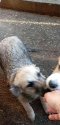 🐶 Loki – kleiner Held mit großen Plänen 💫, Mischling - Rüde