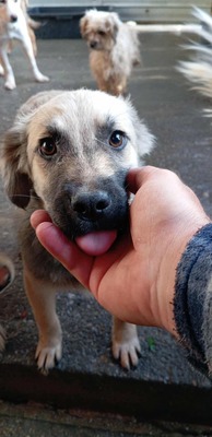 🐶 Loki – kleiner Held mit großen Plänen 💫, Mischling - Rüde