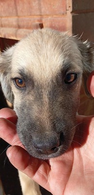 🐶 Loki – kleiner Held mit großen Plänen 💫, Mischling - Rüde