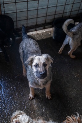 🐶 Loki – kleiner Held mit großen Plänen 💫, Mischling - Rüde