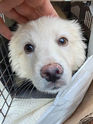 Loki, kleiner Wicht auf der Suche nach einem großen Glück