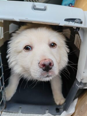 Loki, kleiner Wicht auf der Suche nach einem großen Glück, Mischling Welpen - Rüde