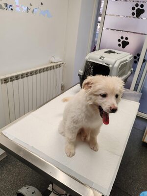 Loki, kleiner Wicht auf der Suche nach einem großen Glück, Mischling Welpen - Rüde