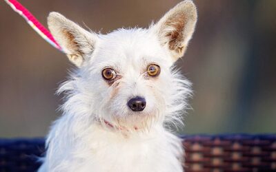 Lola, Chihuahua-Mischling - Hündin