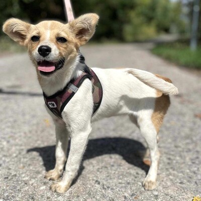 🌺Lola Chihuahua-Mischlingswelpin ist ein wahres Glücksbündel ❤️, Chihuahua-Mischling Welpen - Hündin