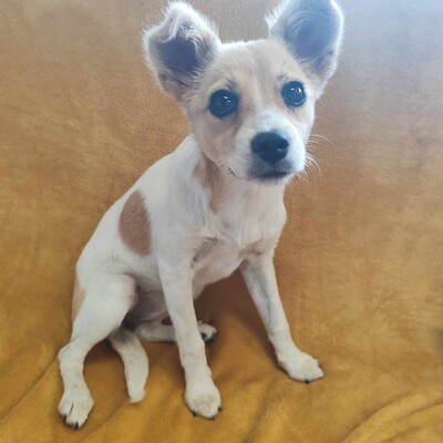 🌺Lola Chihuahua-Mischlingswelpin ist ein wahres Glücksbündel ❤️, Chihuahua-Mischling Welpen - Hündin