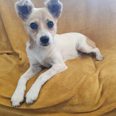 🌺Lola Chihuahua-Mischlingswelpin ist ein wahres Glücksbündel ❤️, Chihuahua-Mischling Welpen - Hündin