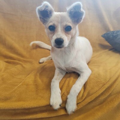 🌺Lola Chihuahua-Mischlingswelpin ist ein wahres Glücksbündel ❤️, Chihuahua-Mischling Welpen - Hündin