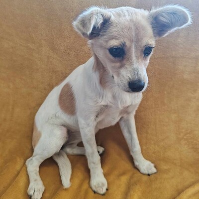 🌺Lola Chihuahua-Mischlingswelpin ist ein wahres Glücksbündel ❤️, Chihuahua-Mischling Welpen - Hündin