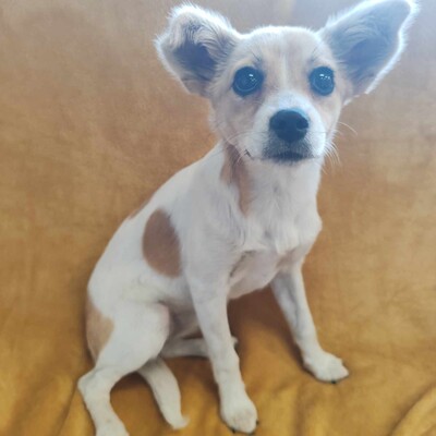 🌺Lola Chihuahua-Mischlingswelpin ist ein wahres Glücksbündel ❤️, Chihuahua-Mischling Welpen - Hündin