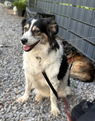 Lola, Mischling - Hündin
