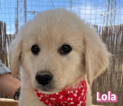 Lola, Mischling Welpen - Hündin