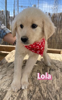 Lola, Mischling Welpen - Hündin